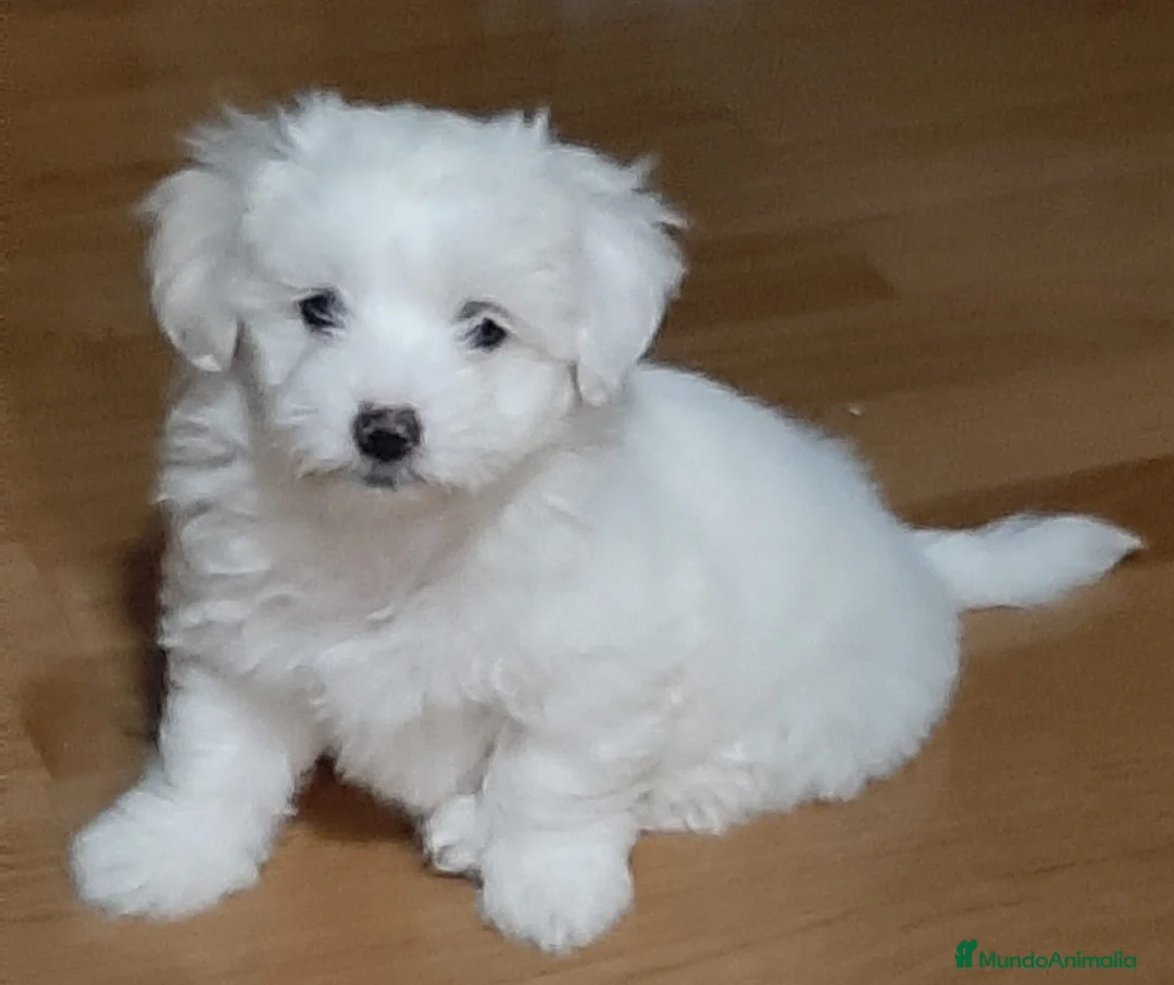 Imagen de galería {{count}}