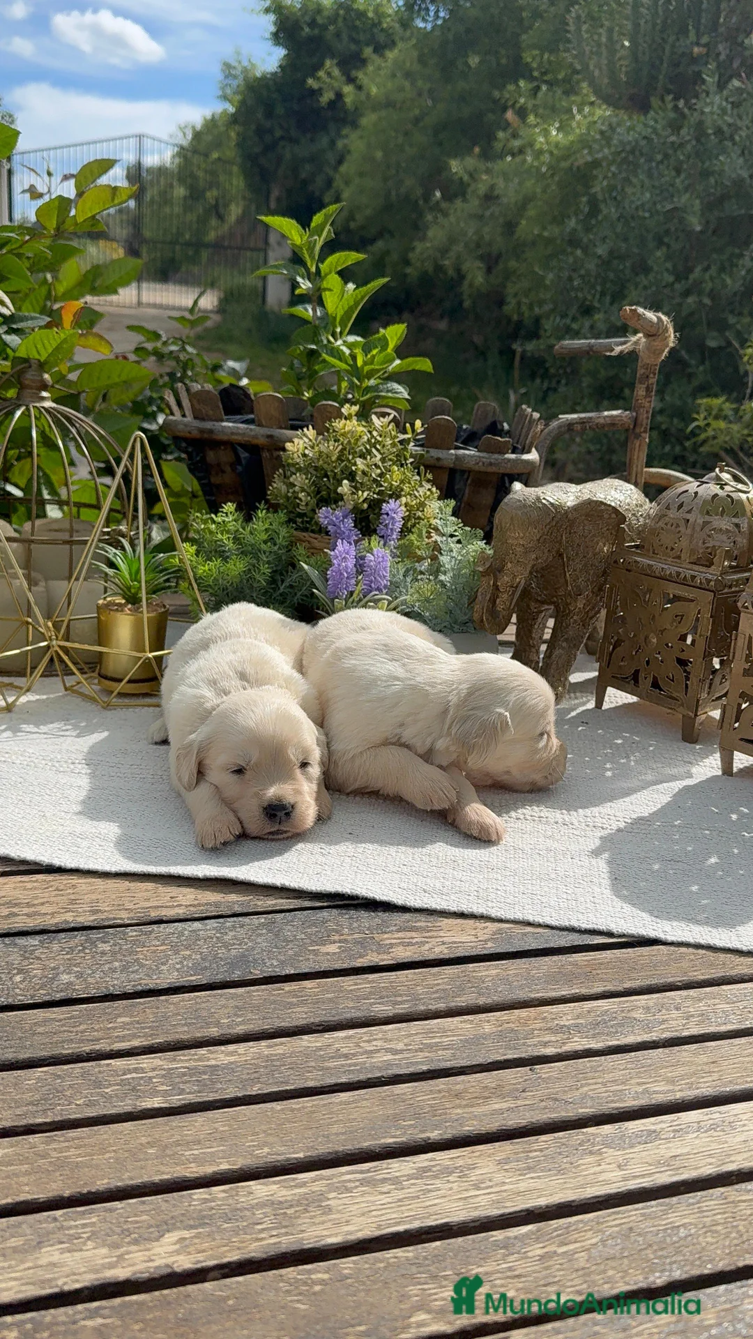 Golden Retriever perros en venta: Golden retriever bebes puros y preciosos  - Anuncio 2