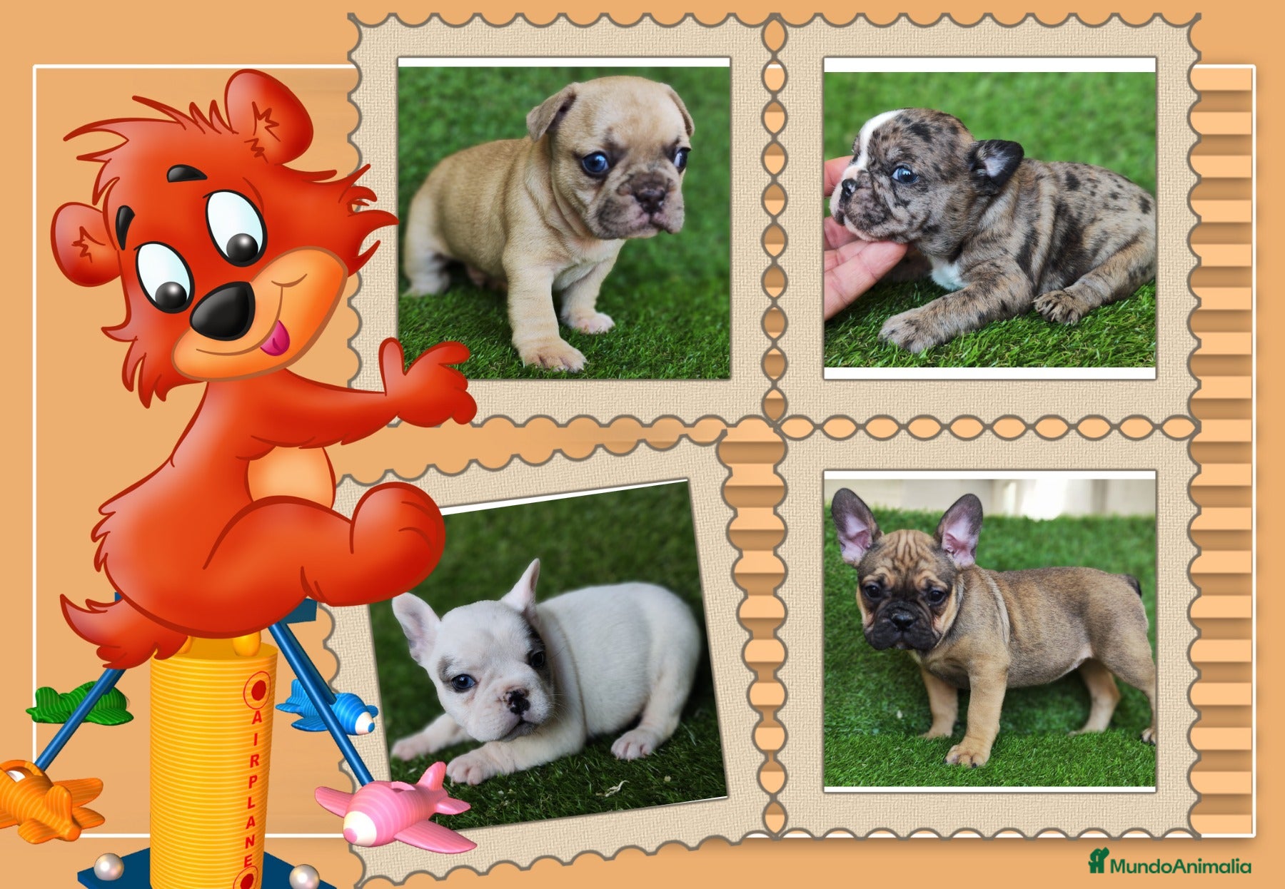 Bulldog Francés perros Camada familiar de bulldog frances - Anuncio 3