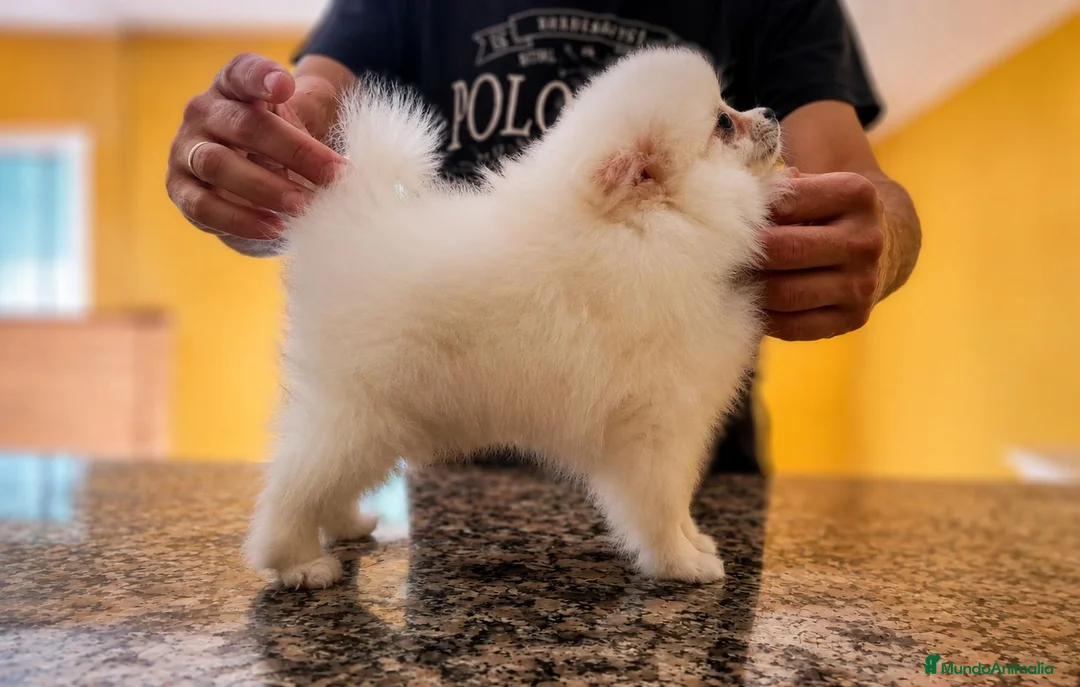 Pomerania perros en venta: POMERANIA - Anuncio 1