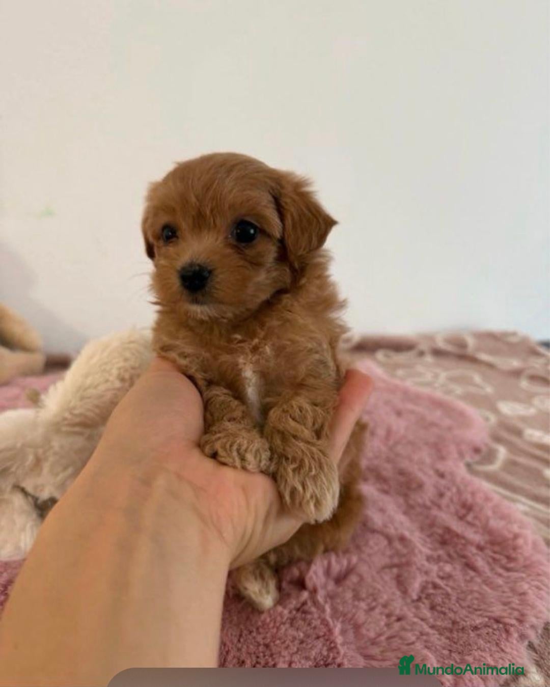 Maltipoo perros Maltipoo en Cataluña  - Anuncio 1