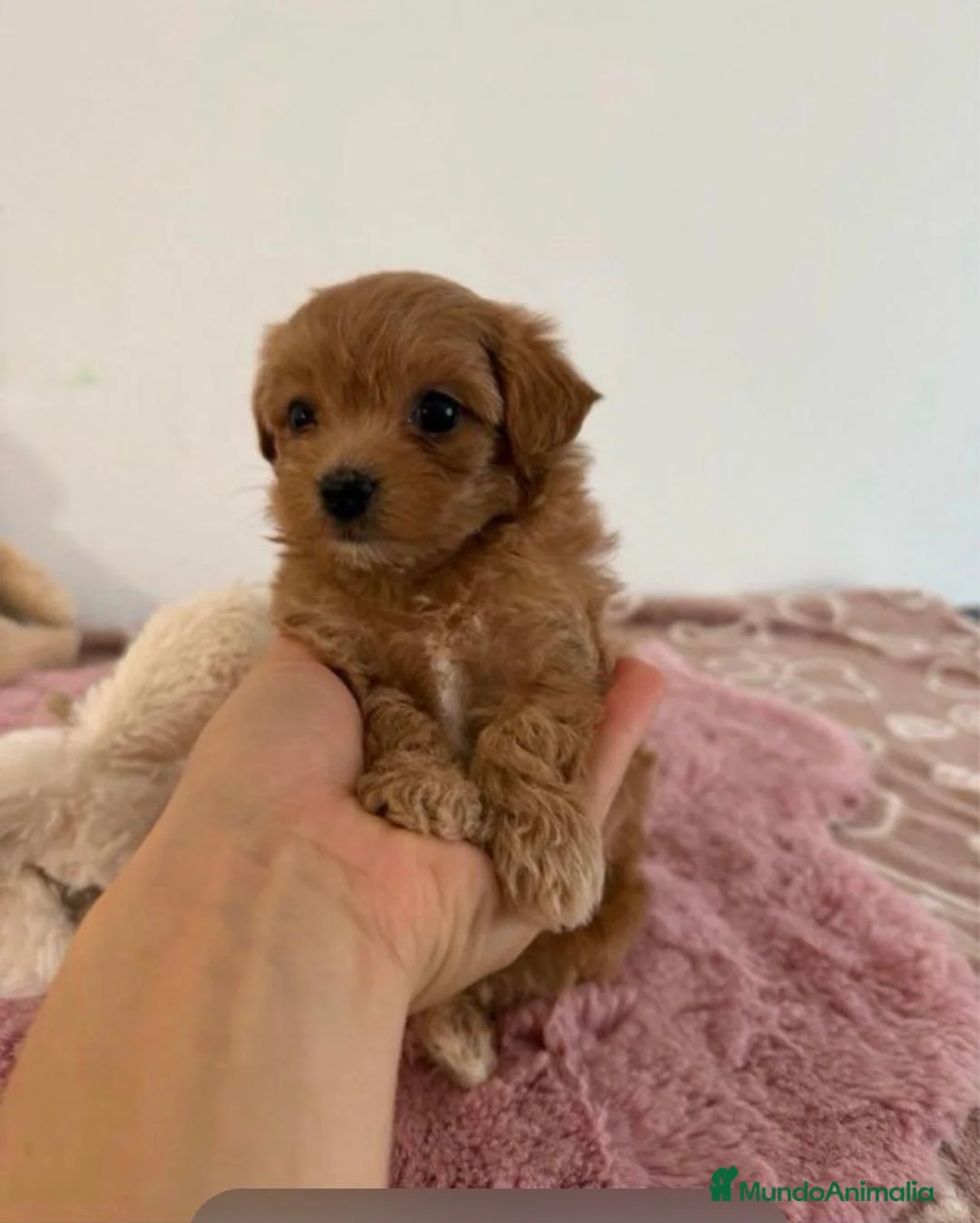 Maltipoo perros en venta: Maltipoo en Cataluña  - Anuncio 1