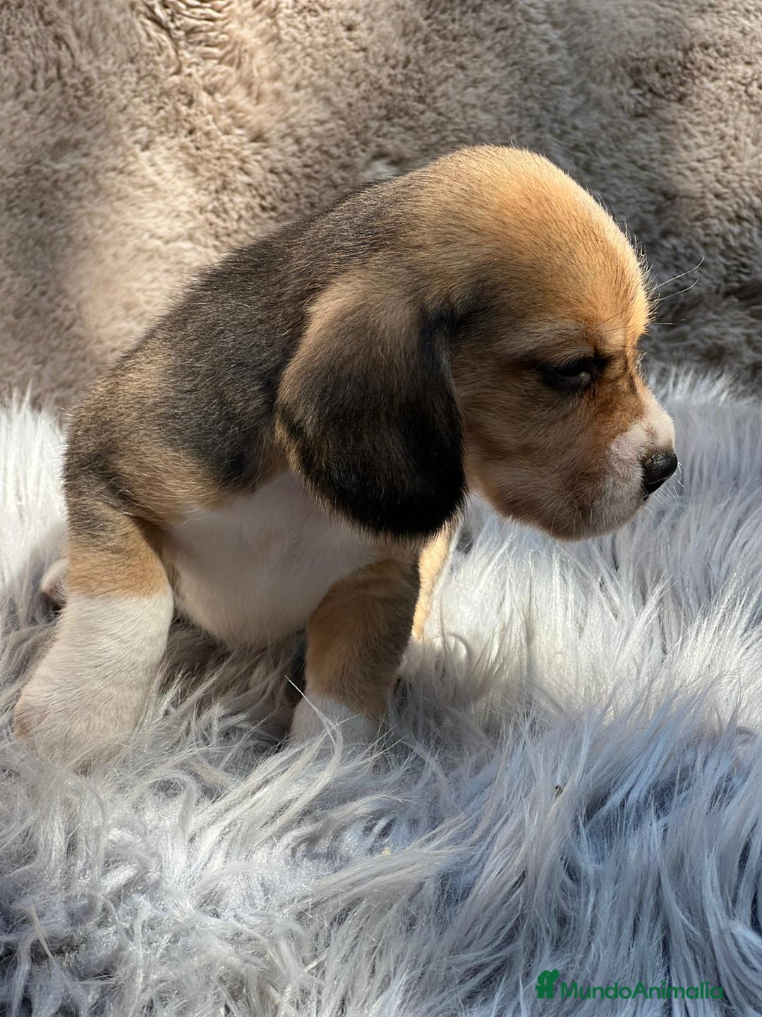 Beagle perros en venta: BEAGLE TRICOLOR DISPONIBLES - Imagen 4