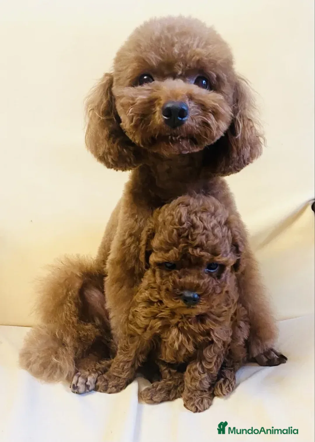 Caniche Toy perros en venta: caniche rojos de alta calidad  en Asturias - Anuncio 3