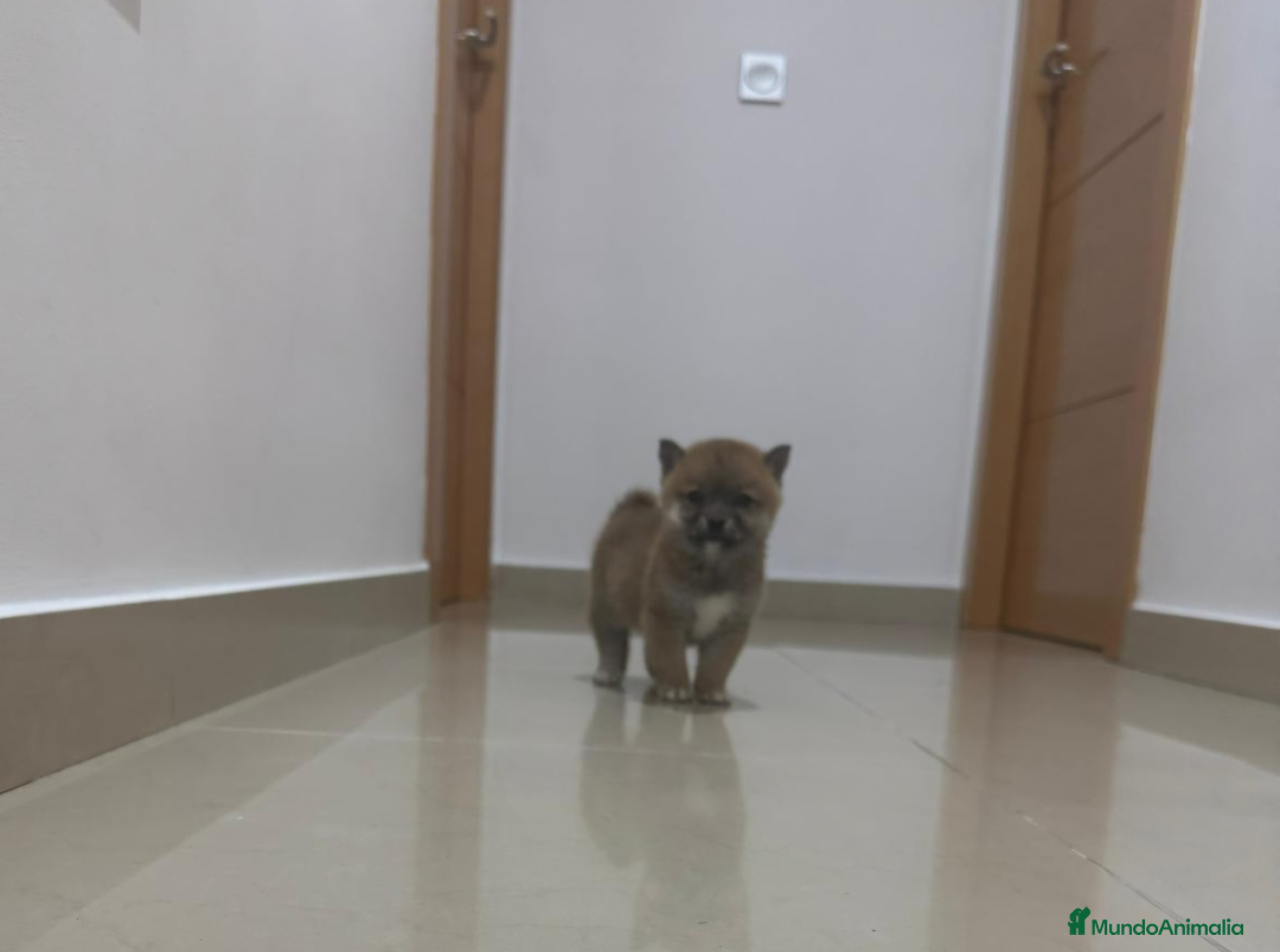 Shiba Inu perros Shiba inu  - Anuncio 2