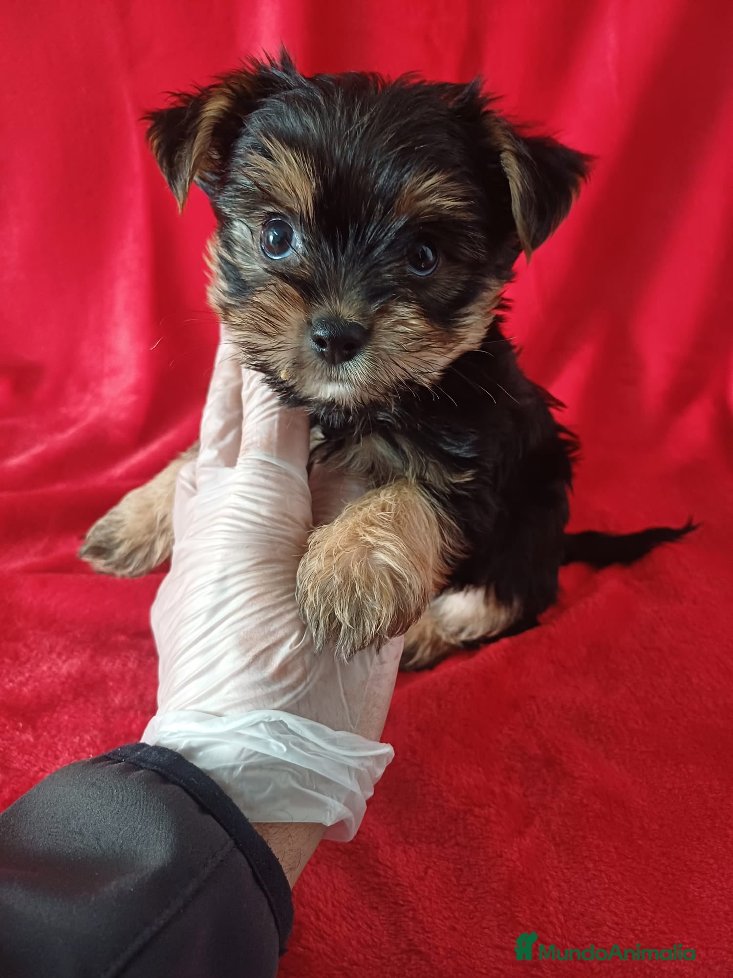 Yorkshire Terrier perros Yorkshire Mini  - Anuncio 7