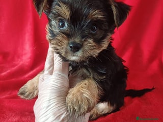 Yorkshire Terrier perros Yorkshire Mini - Anuncio 2