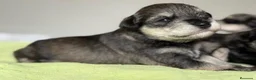 Schnauzer Miniatura perros en venta: CRIADERO DE SCHNAUZER MINI CATALUÑA  - Anuncio 1