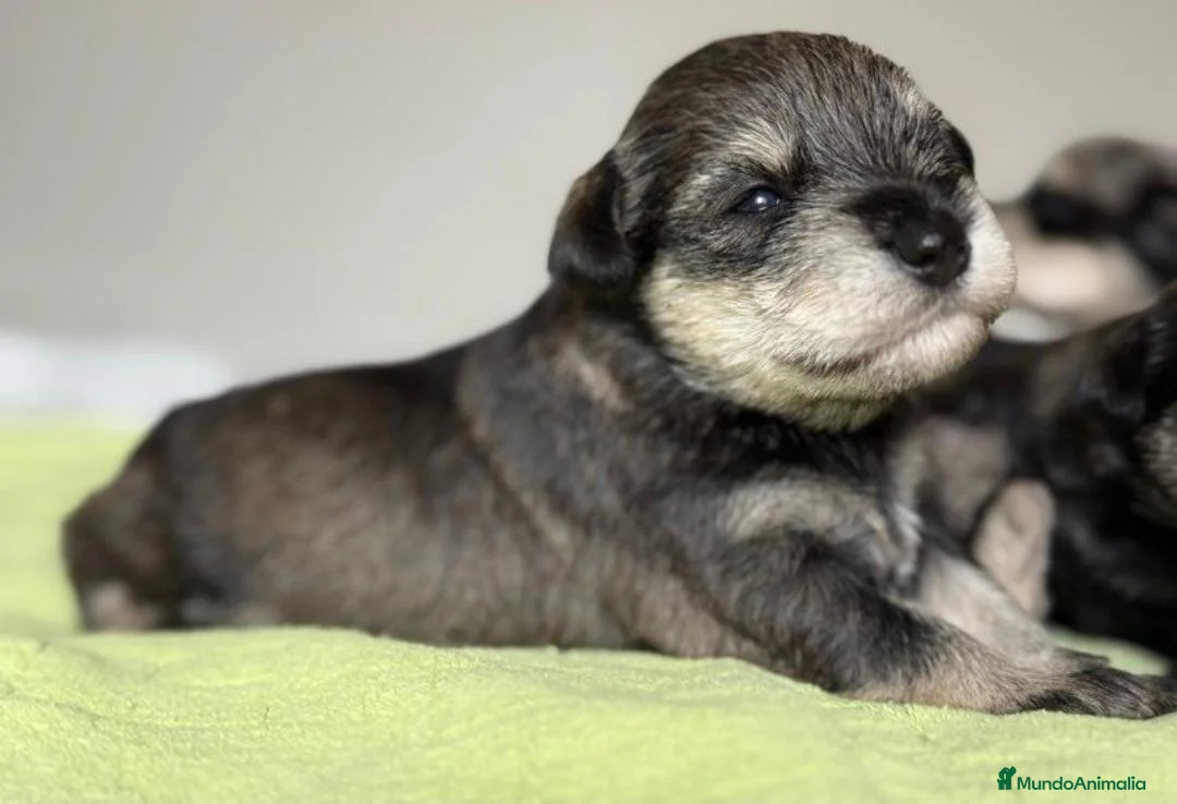 Schnauzer Miniatura perros en venta: CRIADERO DE SCHNAUZER MINI CATALUÑA  - Anuncio 1