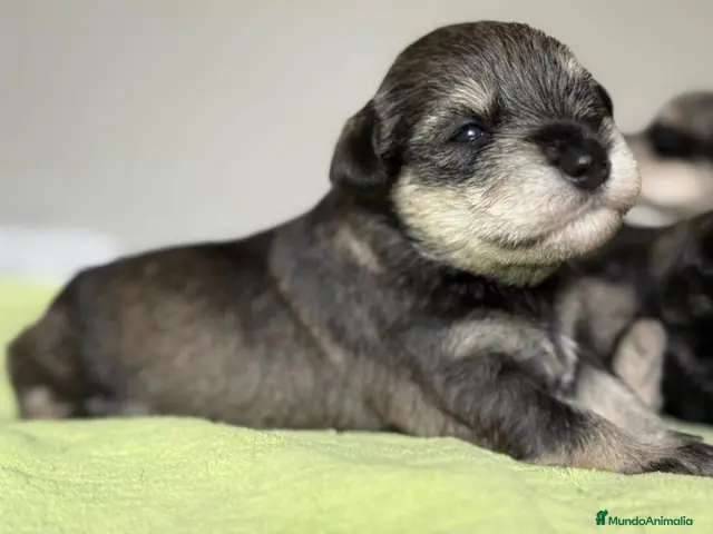 Schnauzer Miniatura perros en venta: CRIADERO DE SCHNAUZER MINI CATALUÑA - Anuncio 1