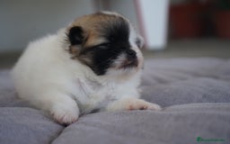 Pomerania perros en venta: ✨ Roscom & Prodigy ✨ - Imagen 5