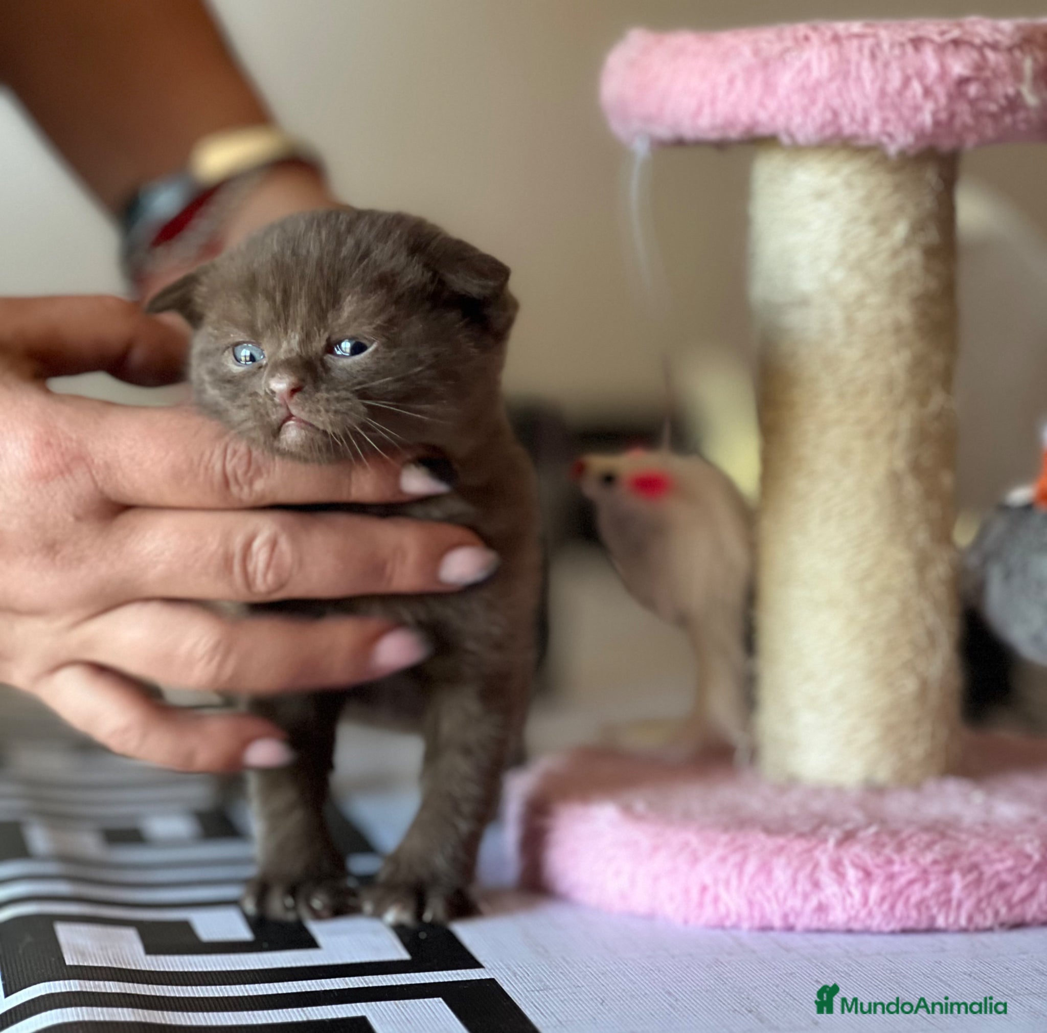Scottish Fold gatos PRECIOSO MACHO SCOTTISH FOLD CHOCOLATE  - Anuncio 2