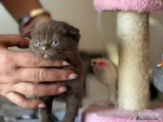 Scottish Fold gatos PRECIOSO MACHO SCOTTISH FOLD CHOCOLATE - Anuncio 2