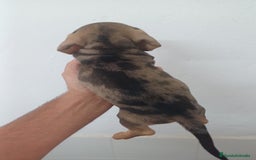 Teckel Miniatura perros en venta: Teckel Miniatura Arlequin  - Imagen 3