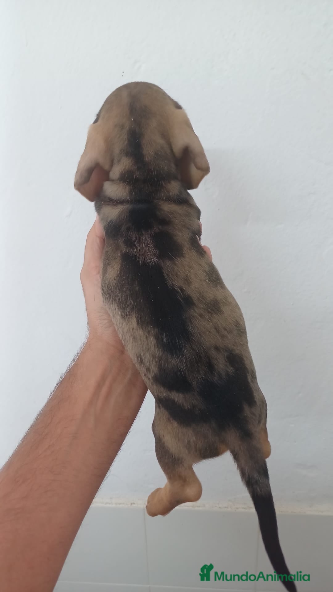 Teckel Miniatura perros en venta: Teckel Miniatura Arlequin  - Imagen 3