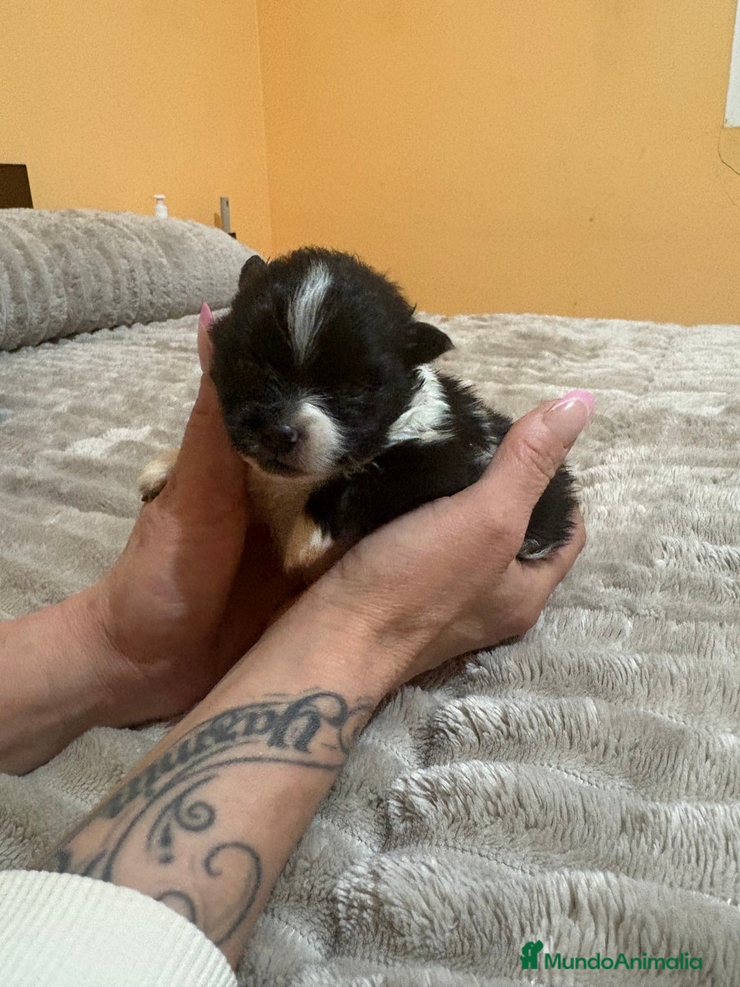 Pomerania perros en venta: Macho Lulu de Pomerania Toy party  - Anuncio 5