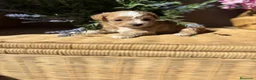 Maltipoo perros en venta: Maltipoo muy bonitos !!! - Anuncio 13