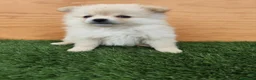 Raza Mixta perros en venta: Spitz aleman  - Anuncio 2