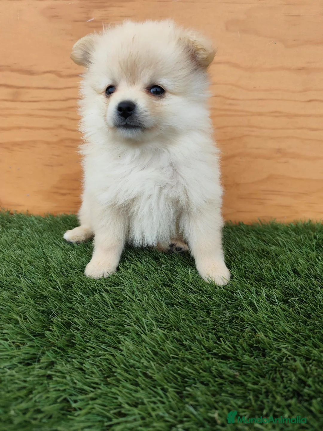 Raza Mixta perros en venta: Spitz aleman  - Anuncio 2