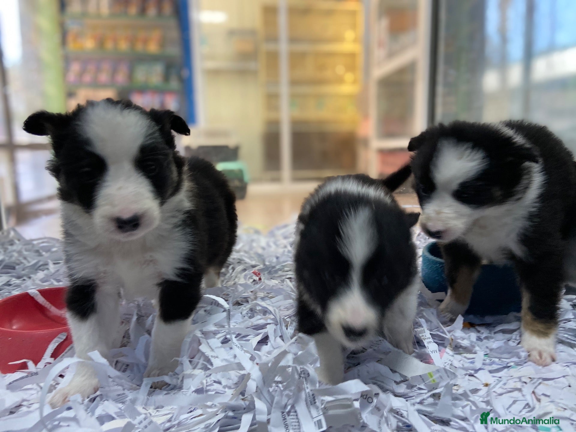 Border Collie perros Cachorros Border collie 350€ ¡PRECIO REAL! - Anuncio 3