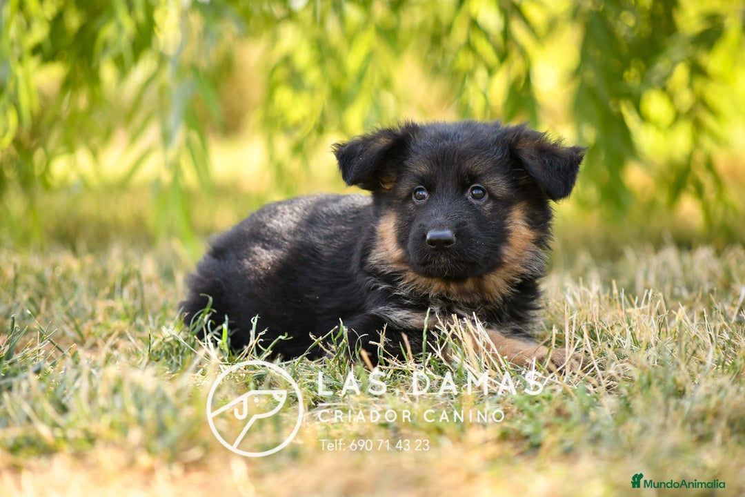 Pastor Alemán perros en venta: Hembras de pastor alemán  - Imagen 2
