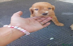 Cocker Spaniel Inglés perros en venta: OPORTUNIDAD VERANO - Imagen 4