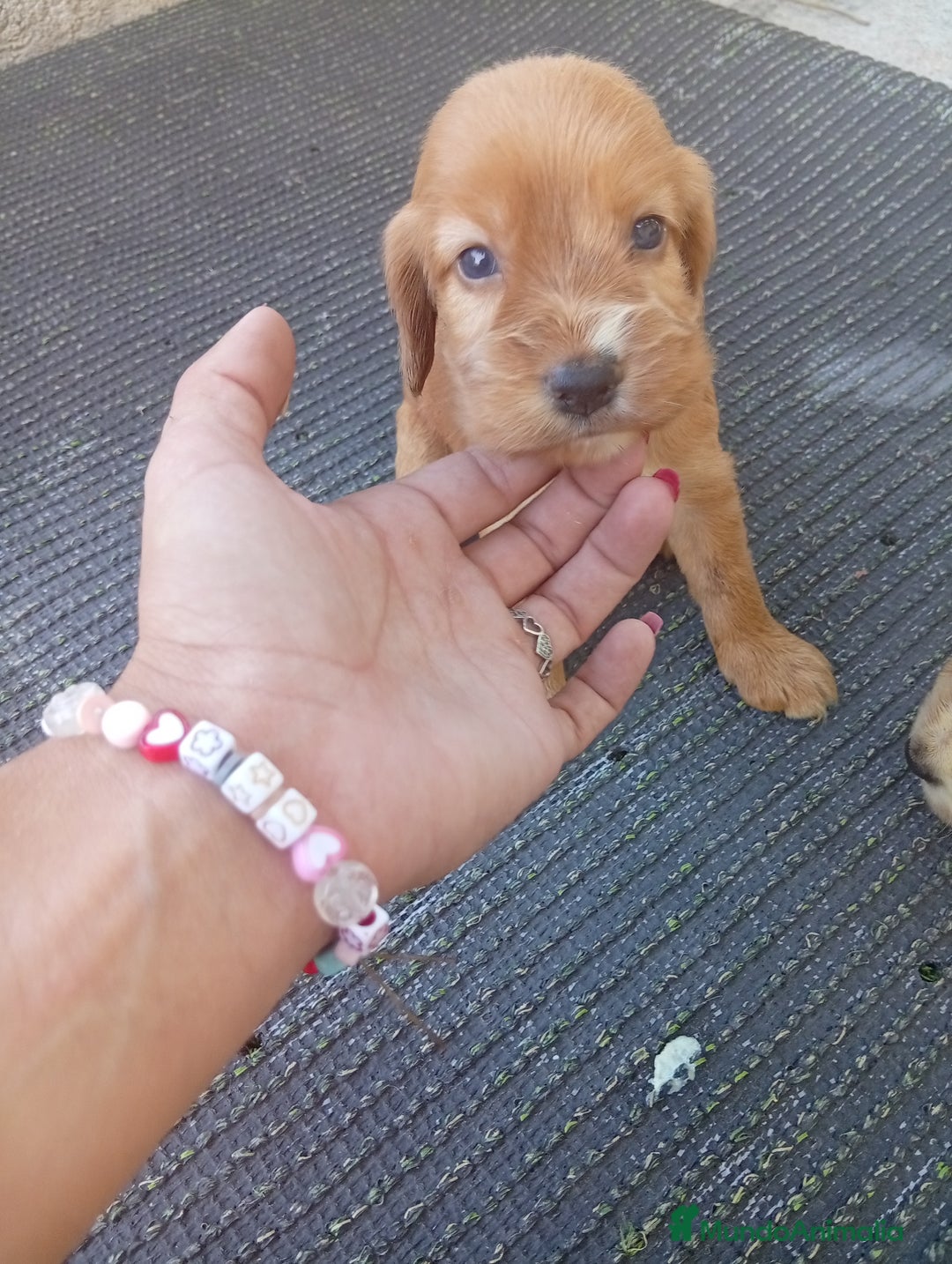 Cocker Spaniel Inglés perros en venta: OPORTUNIDAD VERANO - Imagen 4