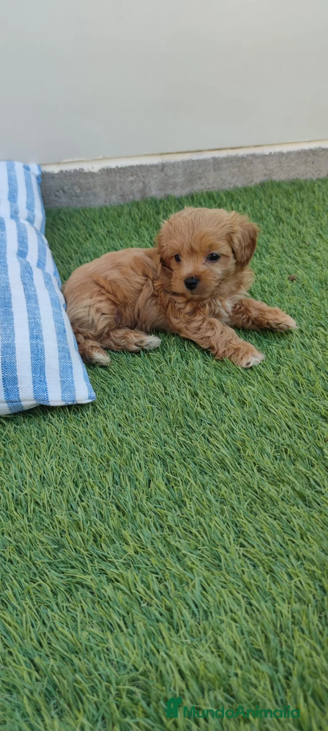 Maltipoo perros en venta: Maltipoo Toy  - Anuncio 2