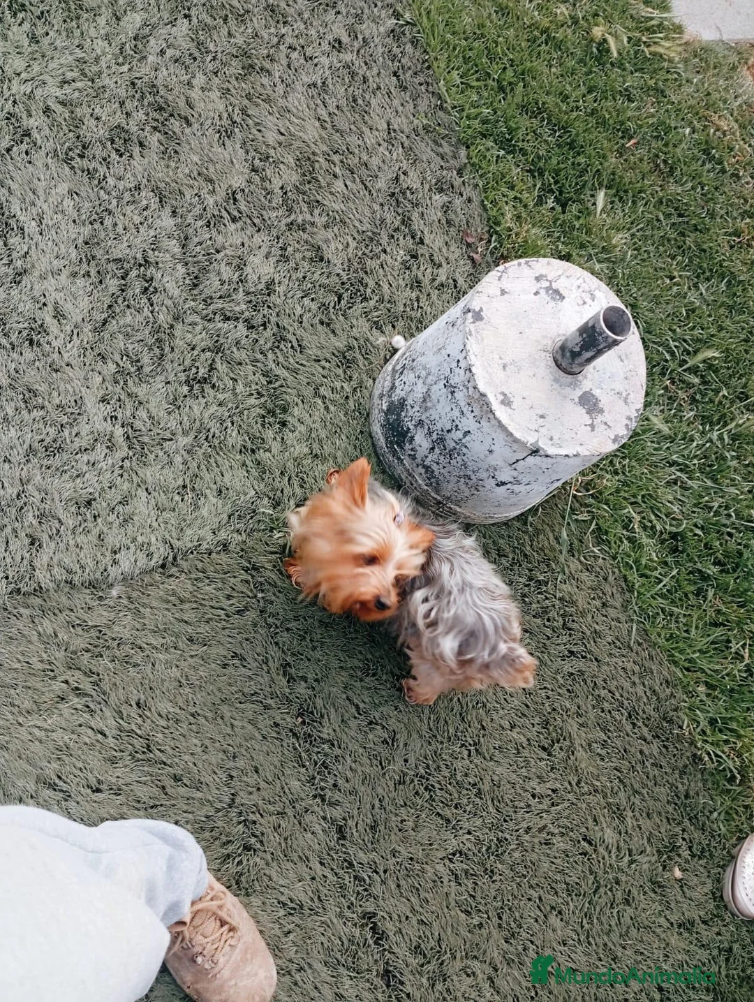 Yorkshire Terrier perros en venta: Yorkshire toy - Anuncio 2