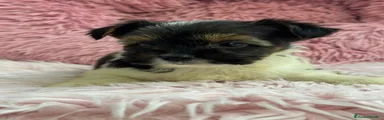 Biewer Yorkshire Terrier a la Pom Pon 2
