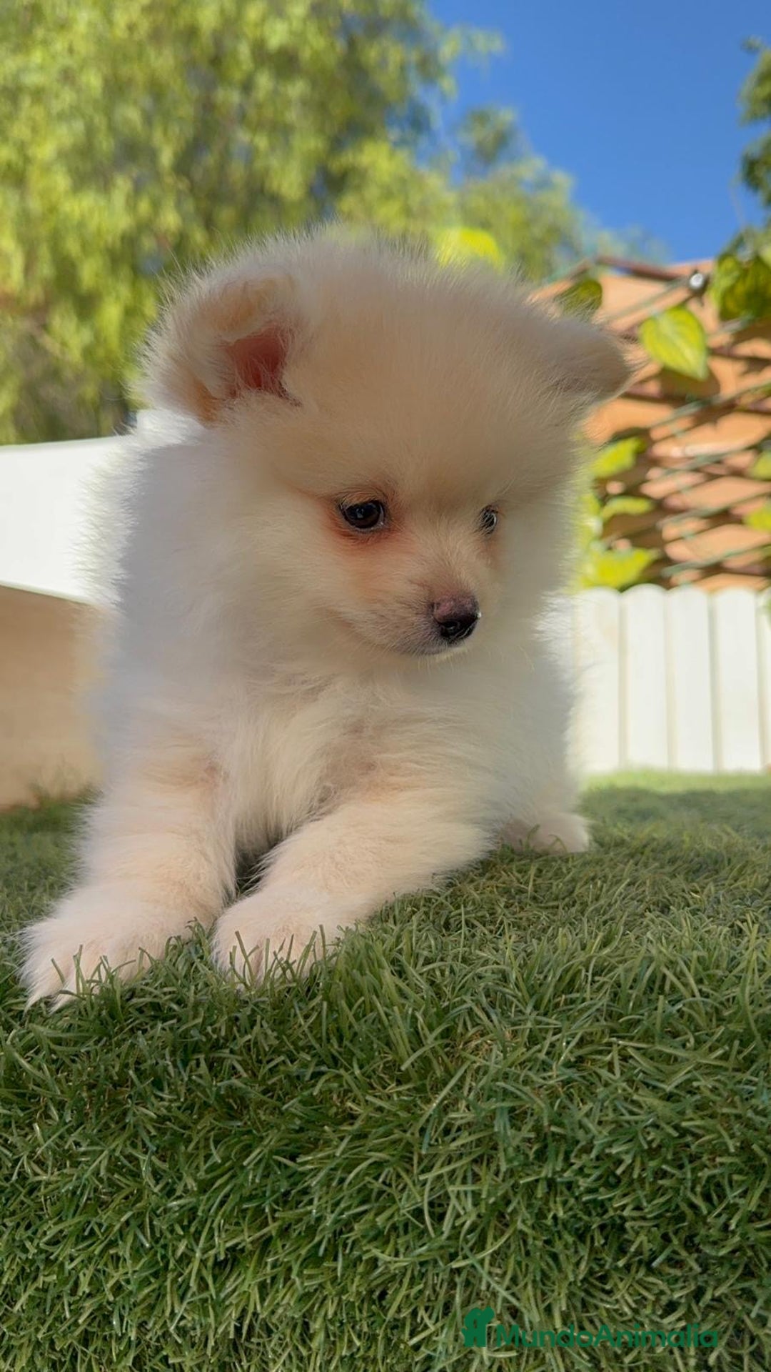 Pomerania perros en venta: POMERANIA - Imagen 2