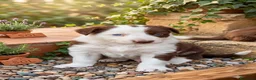 Border Collie perros en venta: Border collie red - Anuncio 1
