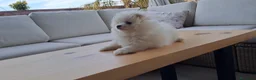 Pomerania perros en venta: Cachorrito de Pomerania  - Anuncio 5