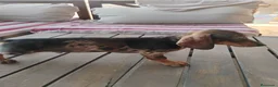 Teckel Miniatura perros en venta: Cachorro macho teckel arlequín  - Anuncio 4