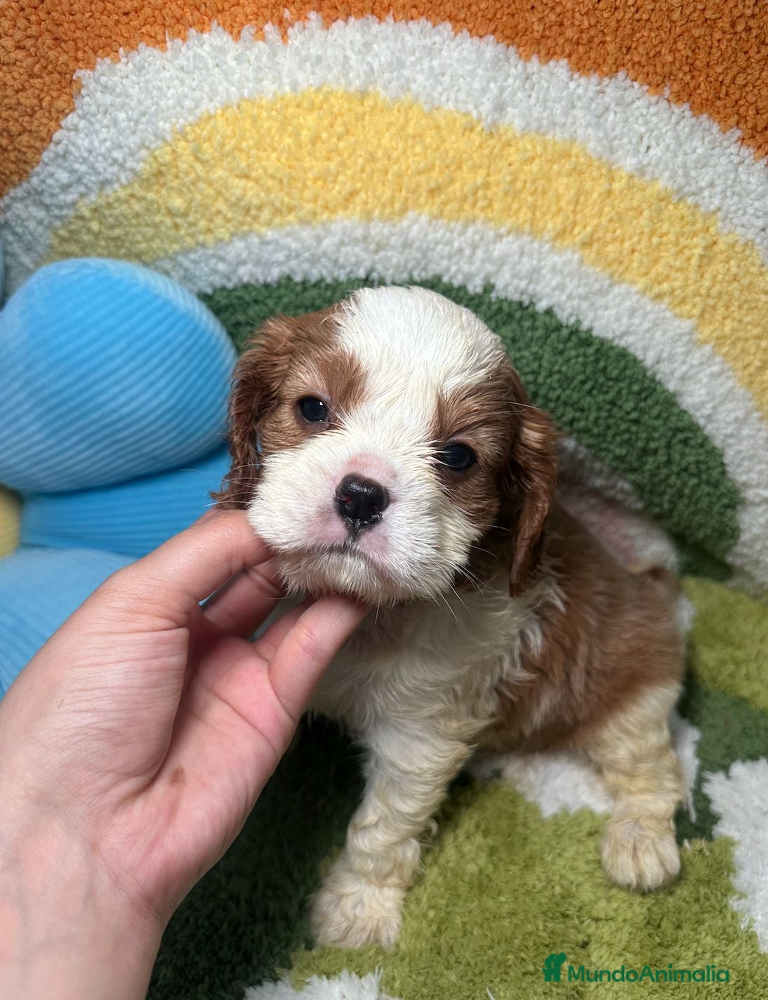 Cavalier King Charles Spaniel perros Cavalier Blenheim - Anuncio 2