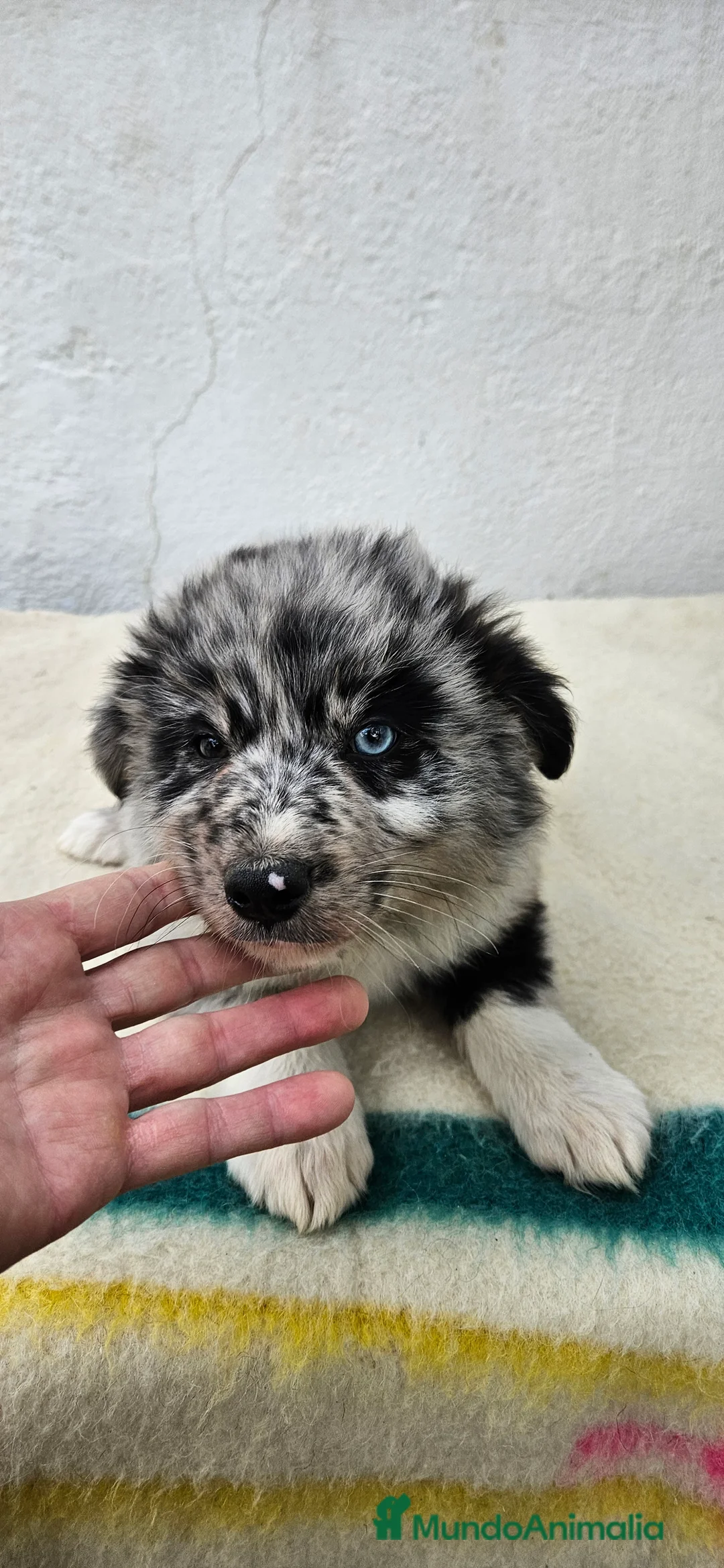 Border Collie perros en venta: Excelente cachorra border collie  - Anuncio 2