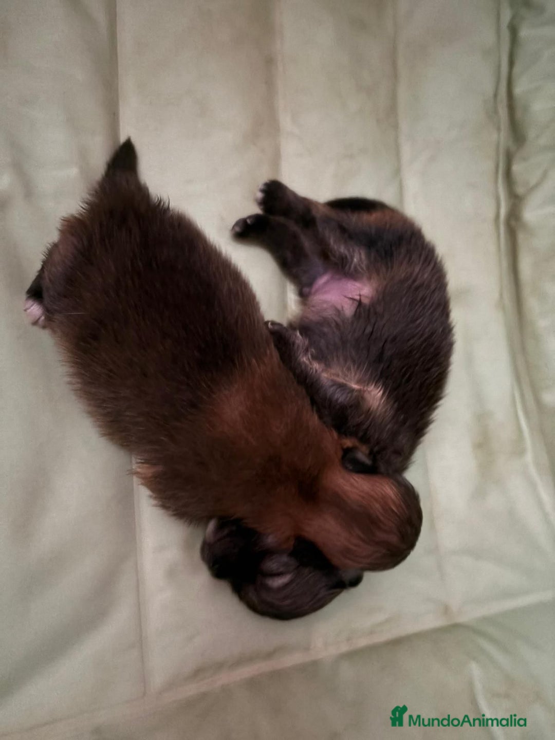 Pomerania perros en venta: Lulu pomerania mini toy  - Imagen 2