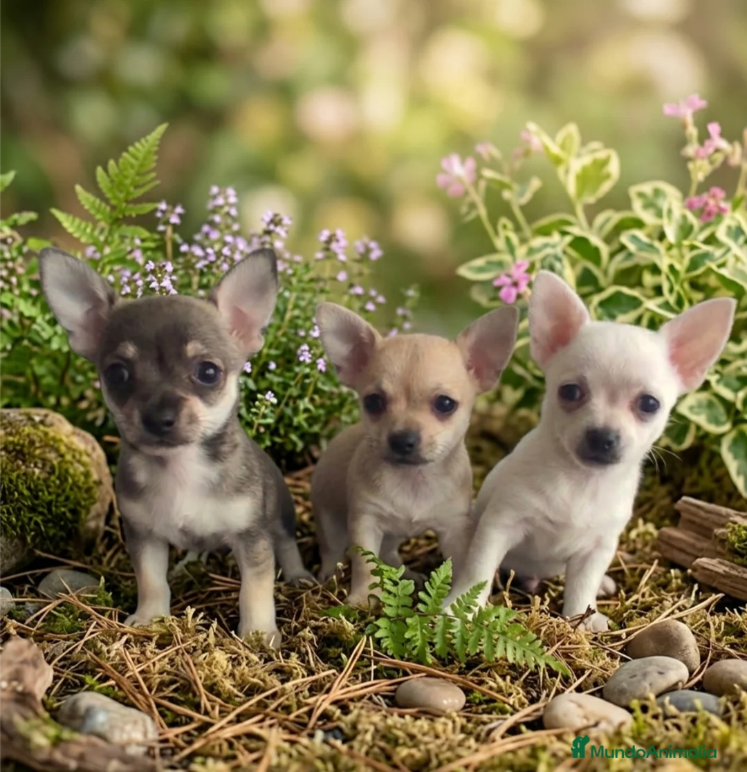 Chihuahua perros en venta: Chihuahua Toy hembras y macho  - Anuncio 2