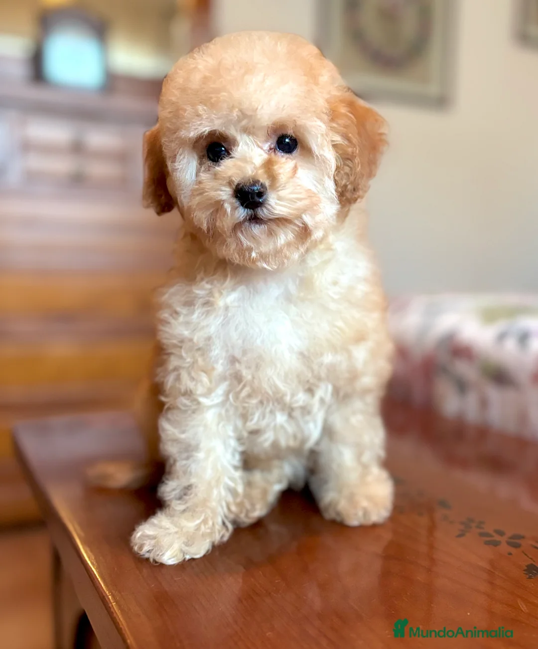 Caniche Toy perros en venta: Caniche toy apricot !!! - Anuncio 1