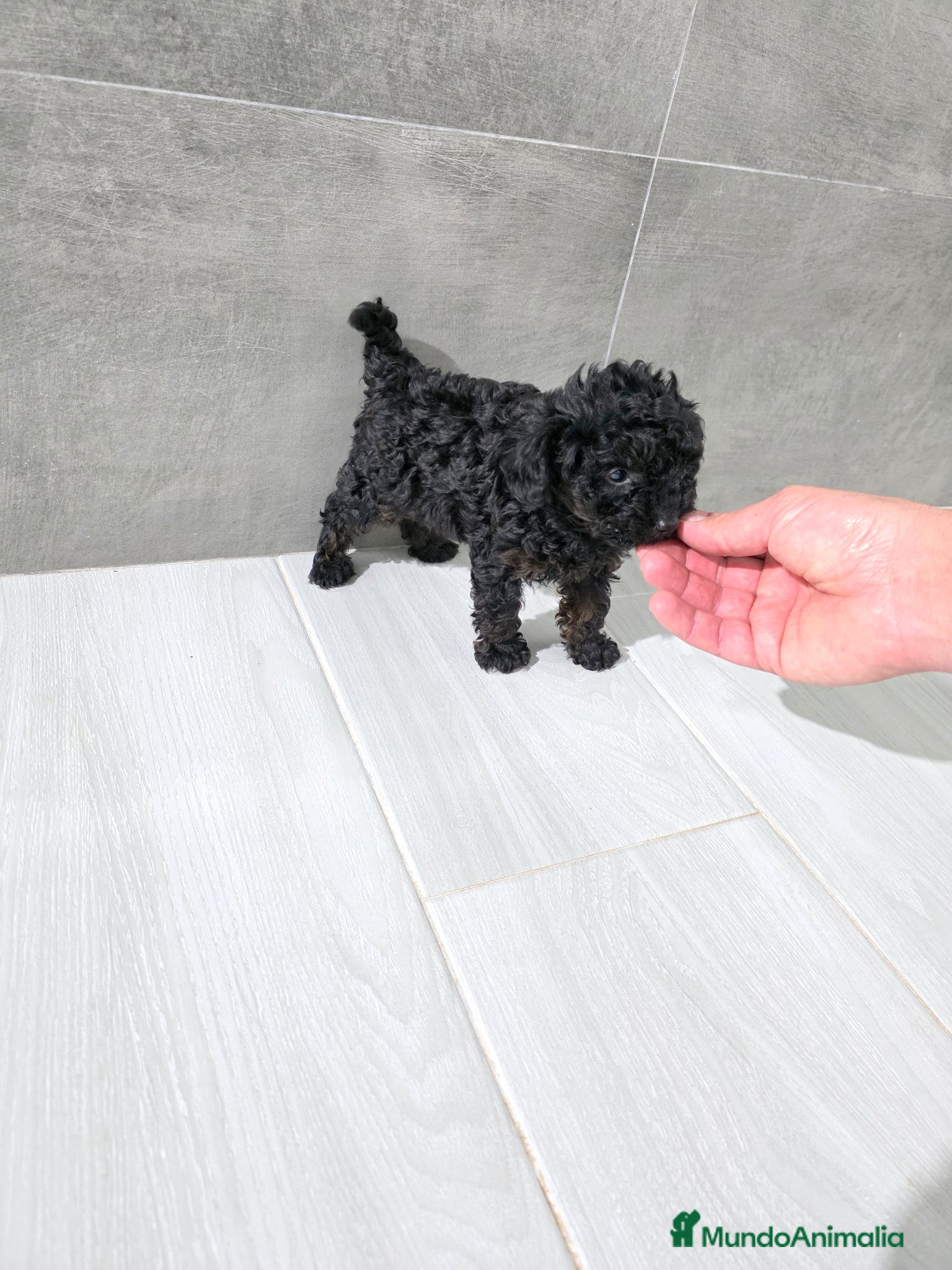 Caniche Toy perros CANICHE MACHO TOY DISPONIBLE  - Anuncio 2