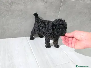 Caniche Toy perros CANICHE MACHO TOY DISPONIBLE - Anuncio 4