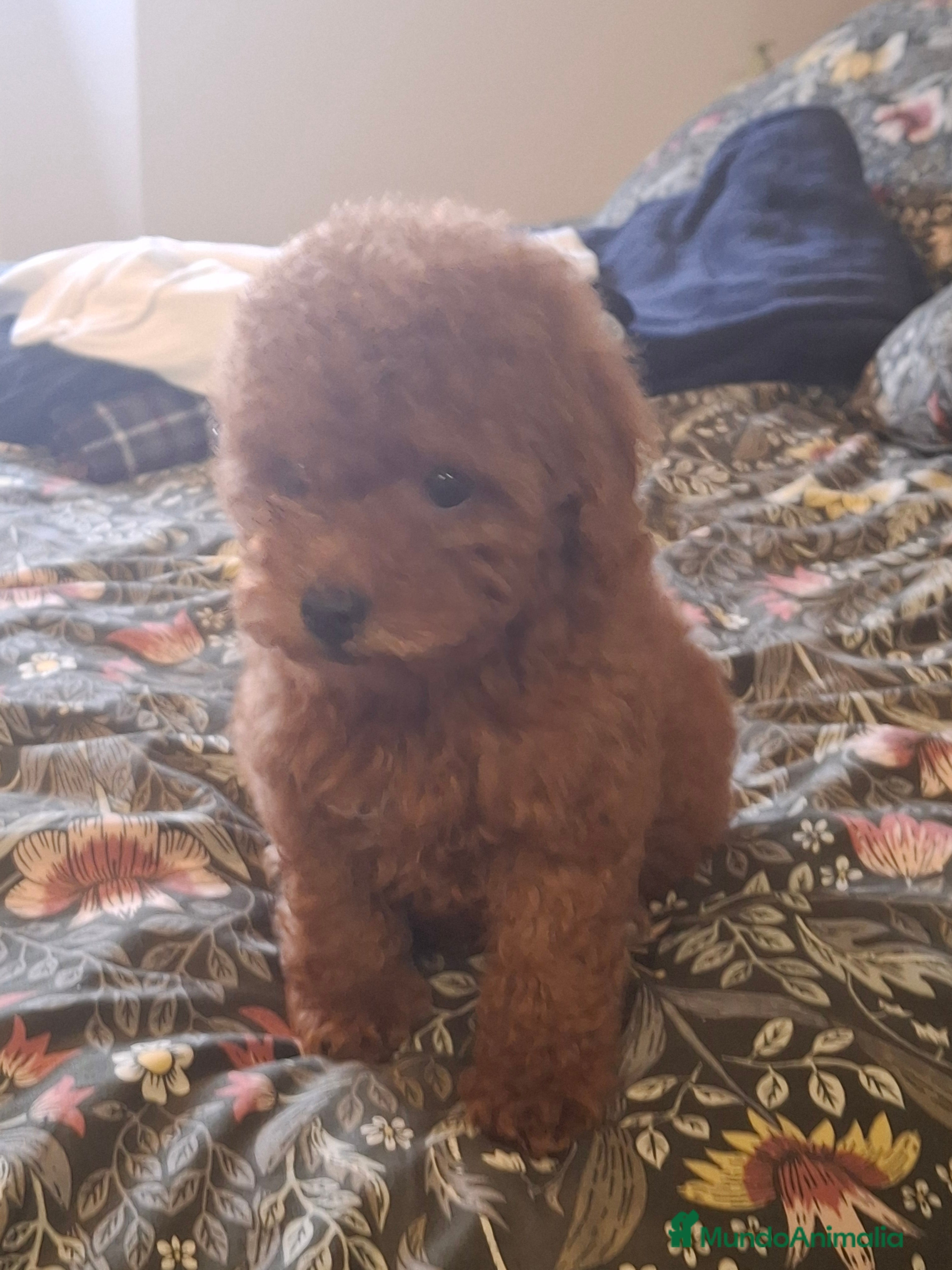 Caniche Toy perros Caniche Toy  - Anuncio 6