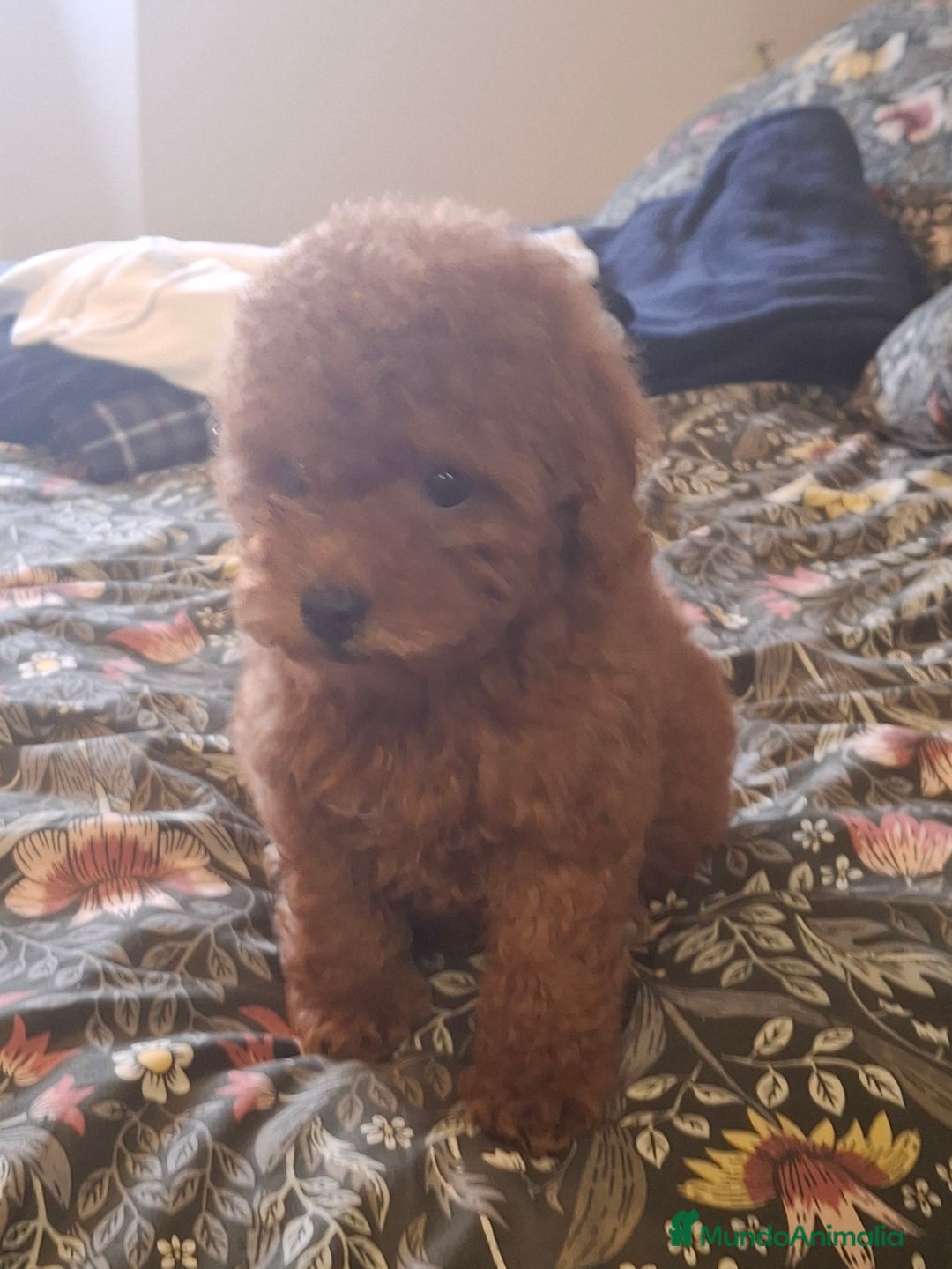 Caniche Toy perros en venta: Caniche Toy  - Anuncio 5