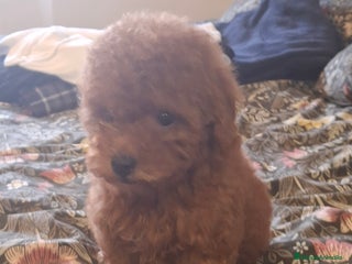 Caniche Toy perros Caniche Toy - Anuncio 5