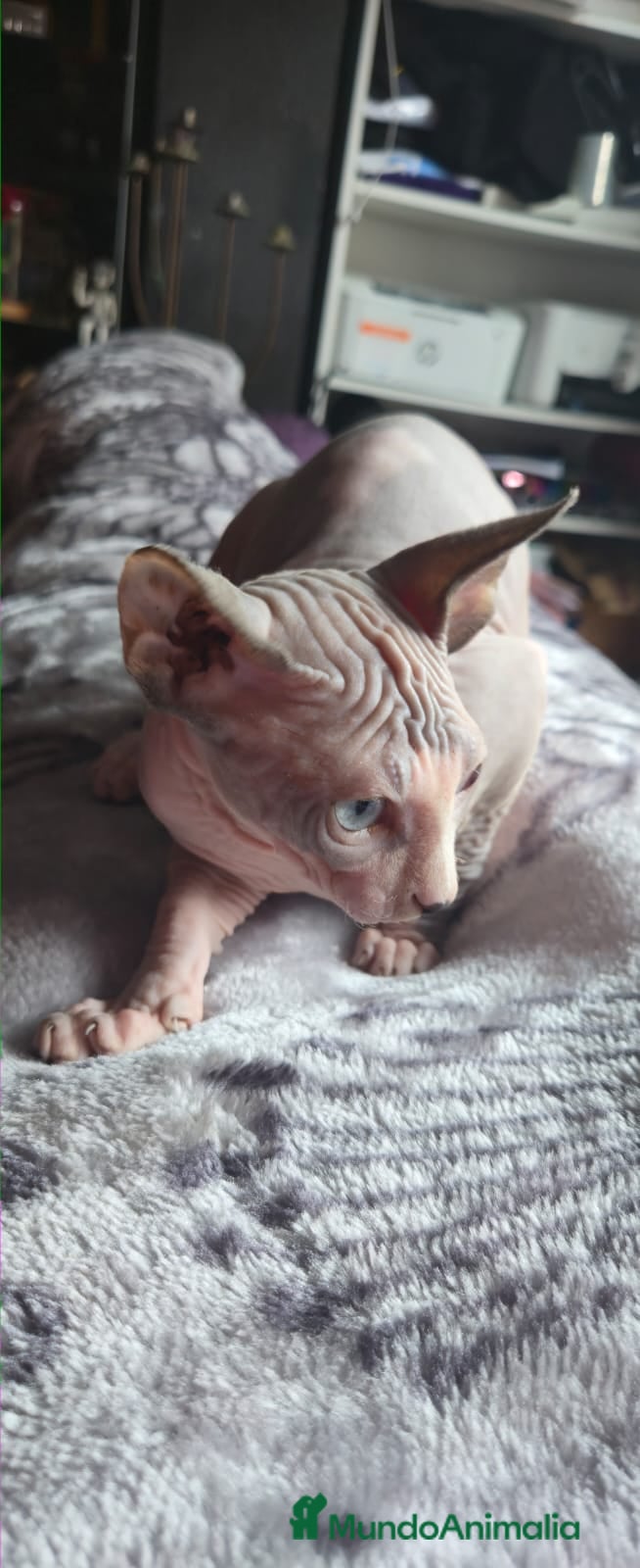 Sphynx gatos Gatitos sphinx economicos - Anuncio 1