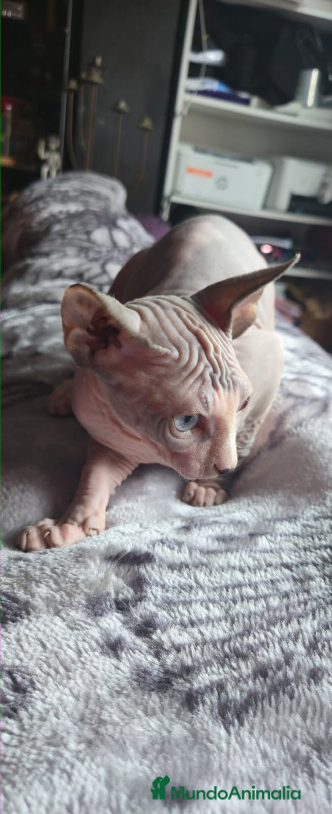Sphynx gatos en venta: Gatitos sphinx economicos - Anuncio 1