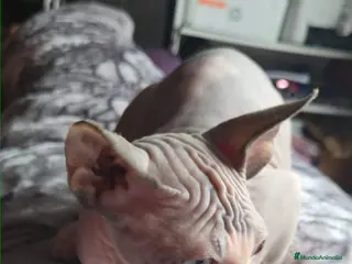 Sphynx gatos Gatitos sphinx economicos - Anuncio 2