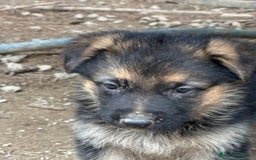 Pastor Alemán perros en venta: Pastor Aleman - Imagen 2
