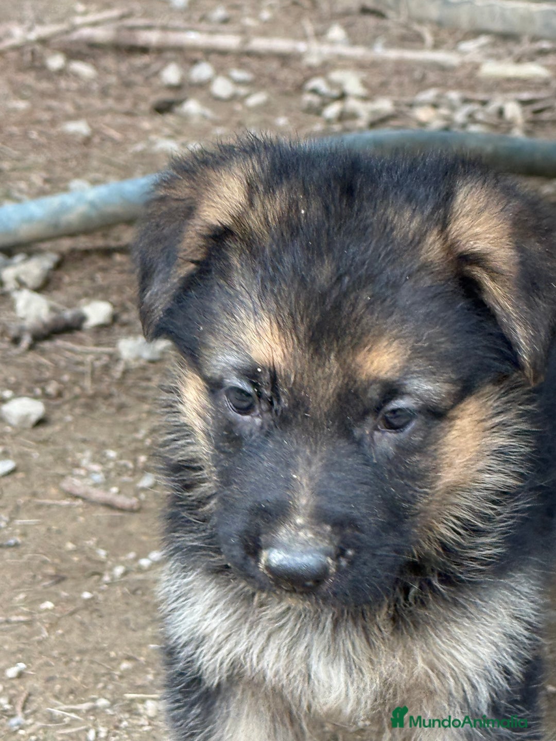 Pastor Alemán perros en venta: Pastor Aleman - Imagen 2