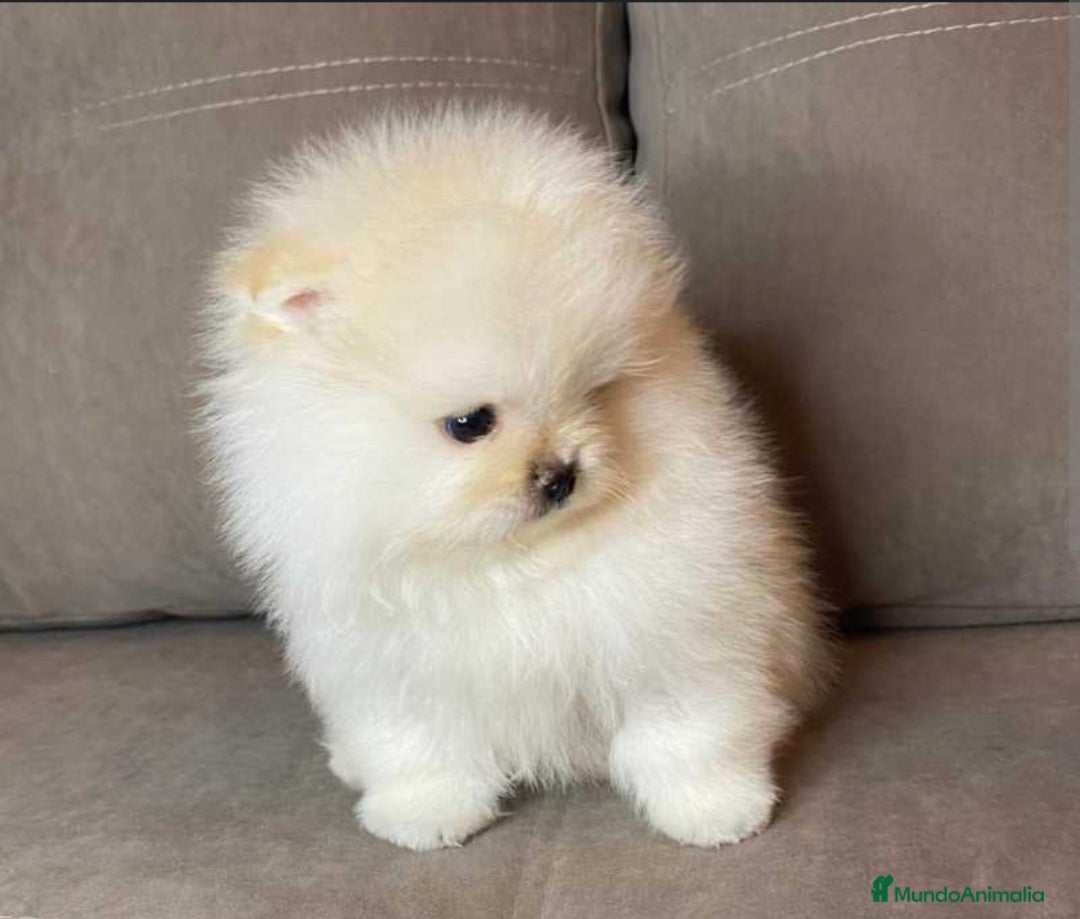 Pomerania perros en venta: ‼️POMERANIAS AMERICANOS TAMAÑO TOY - Anuncio 2